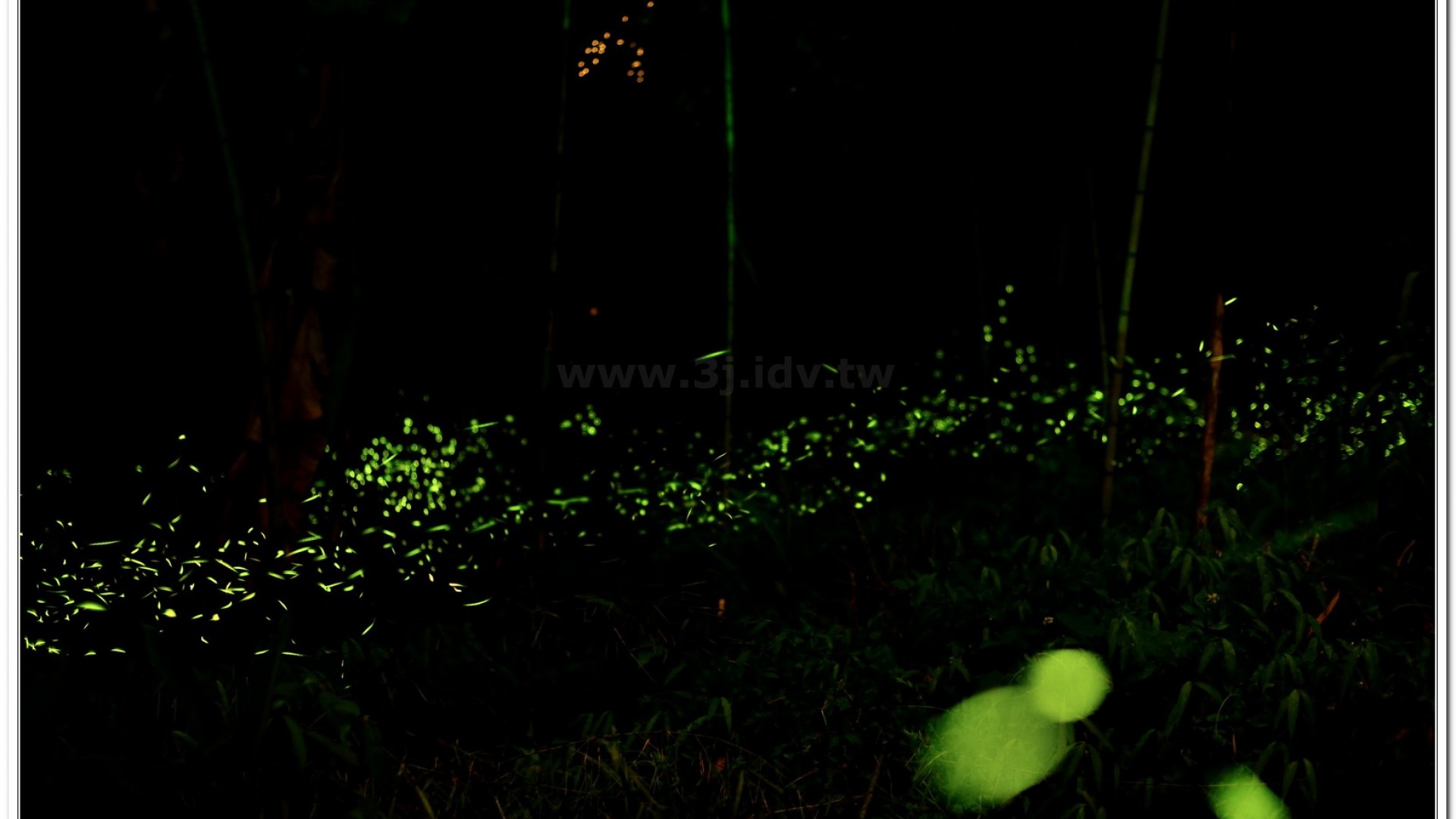 螢火蟲照片