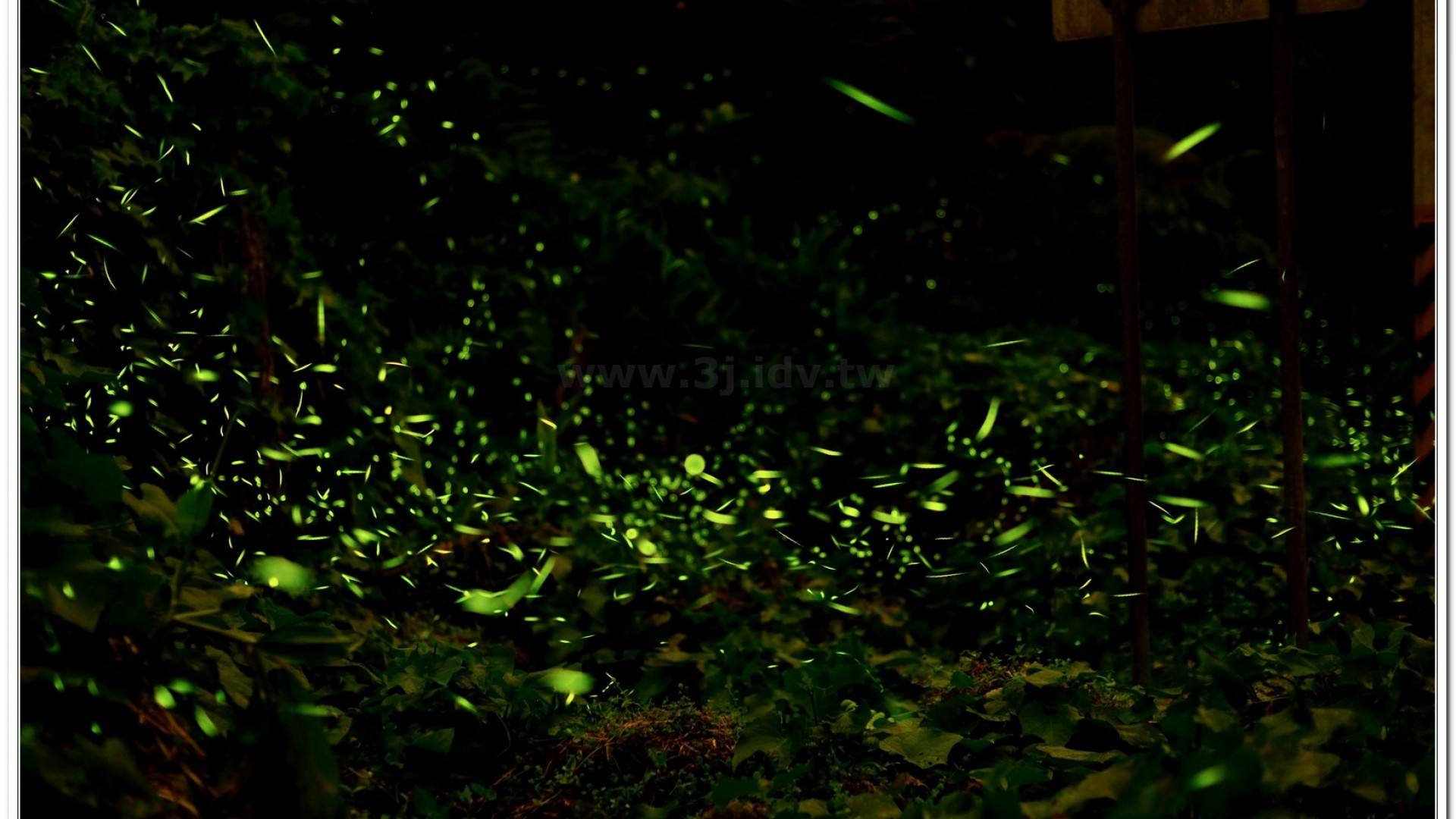 螢火蟲照片