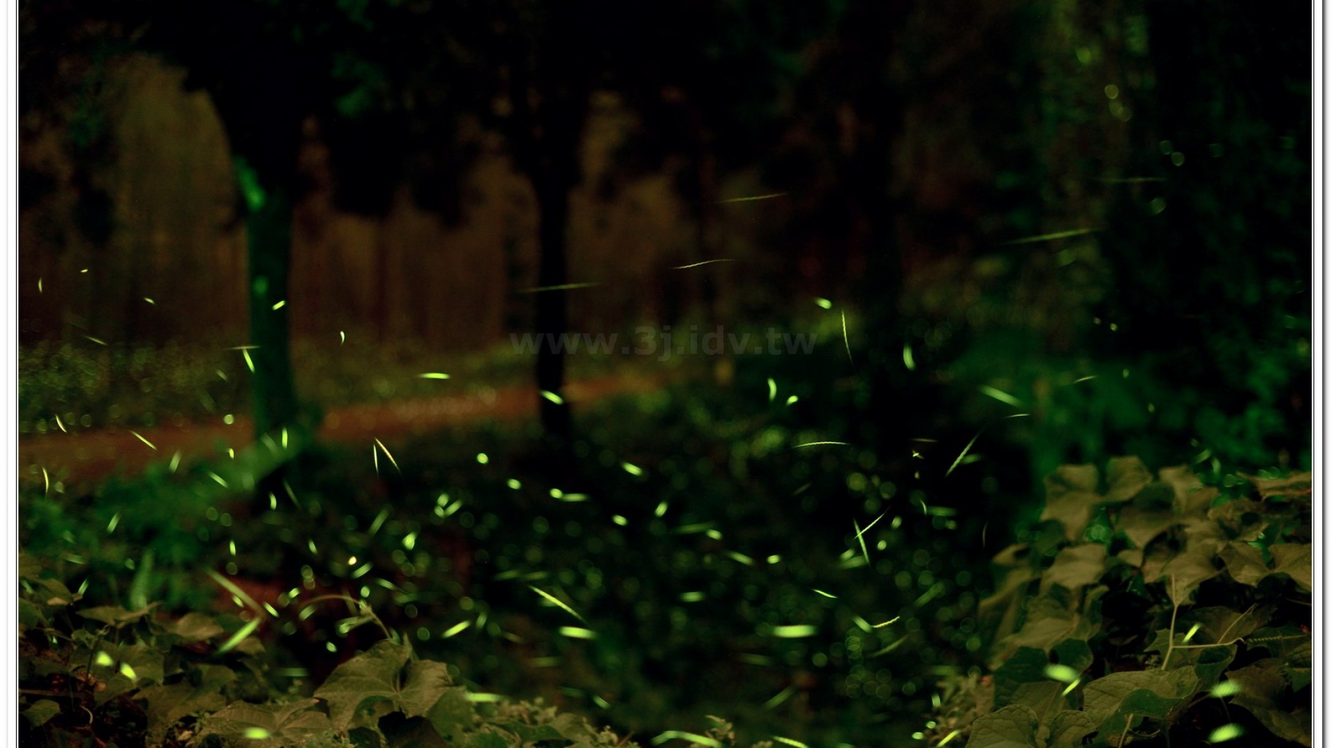 螢火蟲照片