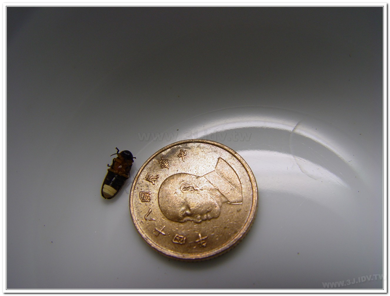 黃緣螢(Aquatica ficta )