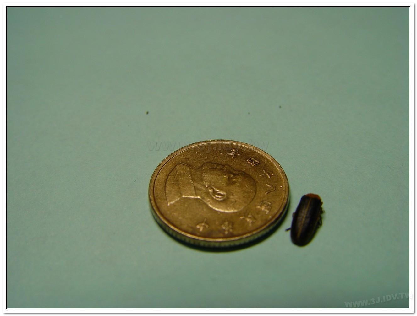 黃緣螢(Aquatica ficta )