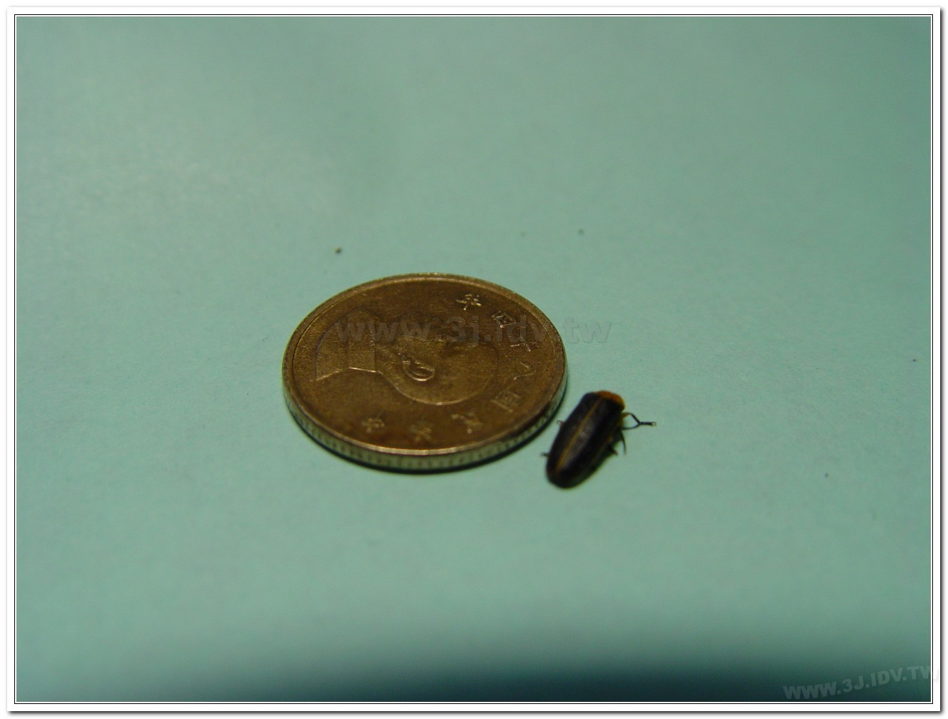 黃緣螢(Aquatica ficta )