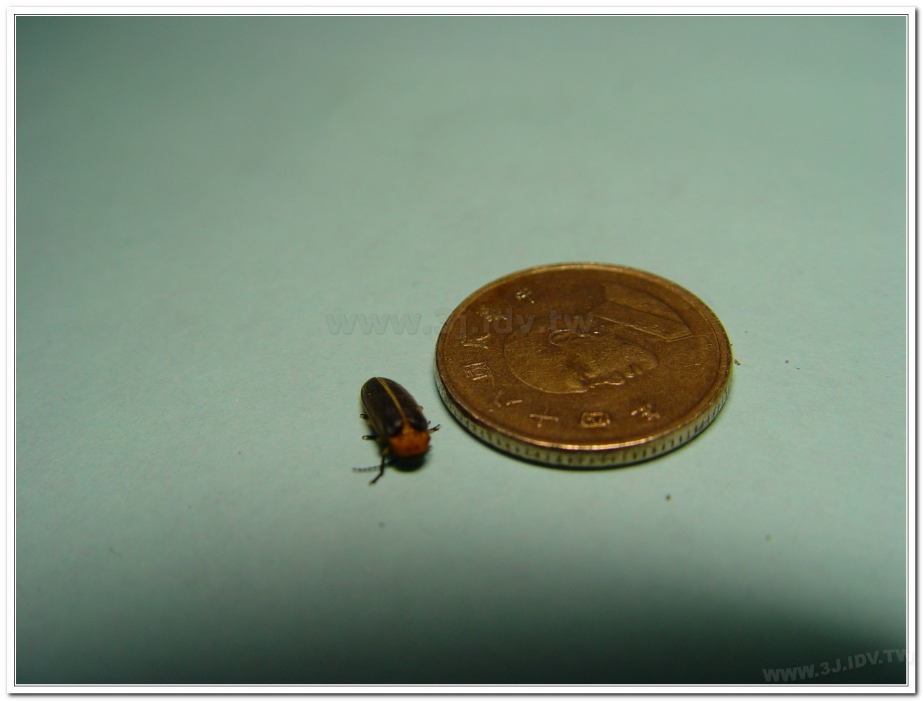 黃緣螢(Aquatica ficta )