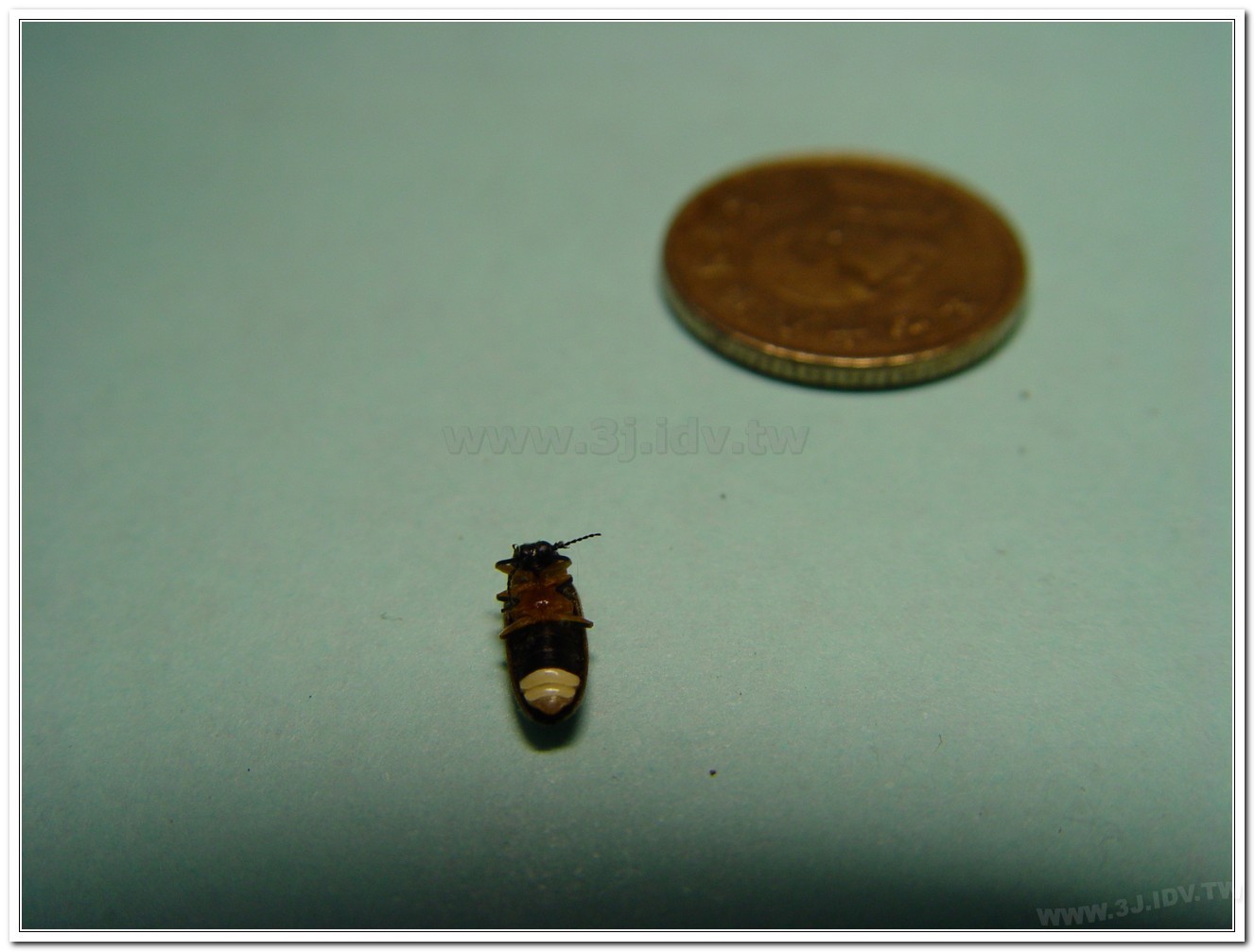 黃緣螢(Aquatica ficta )