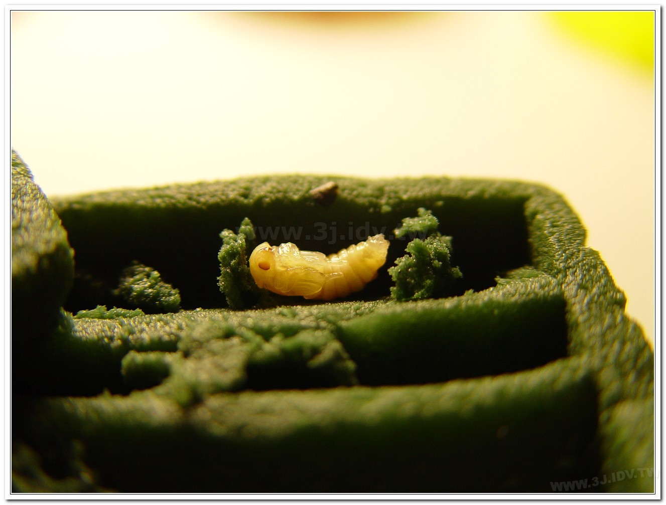 黃緣螢(Aquatica ficta )