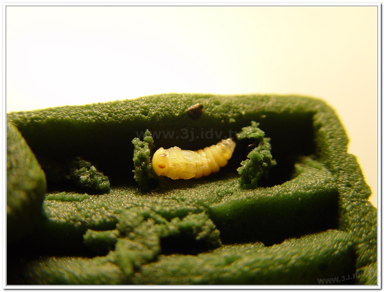 黃緣螢(Aquatica ficta )