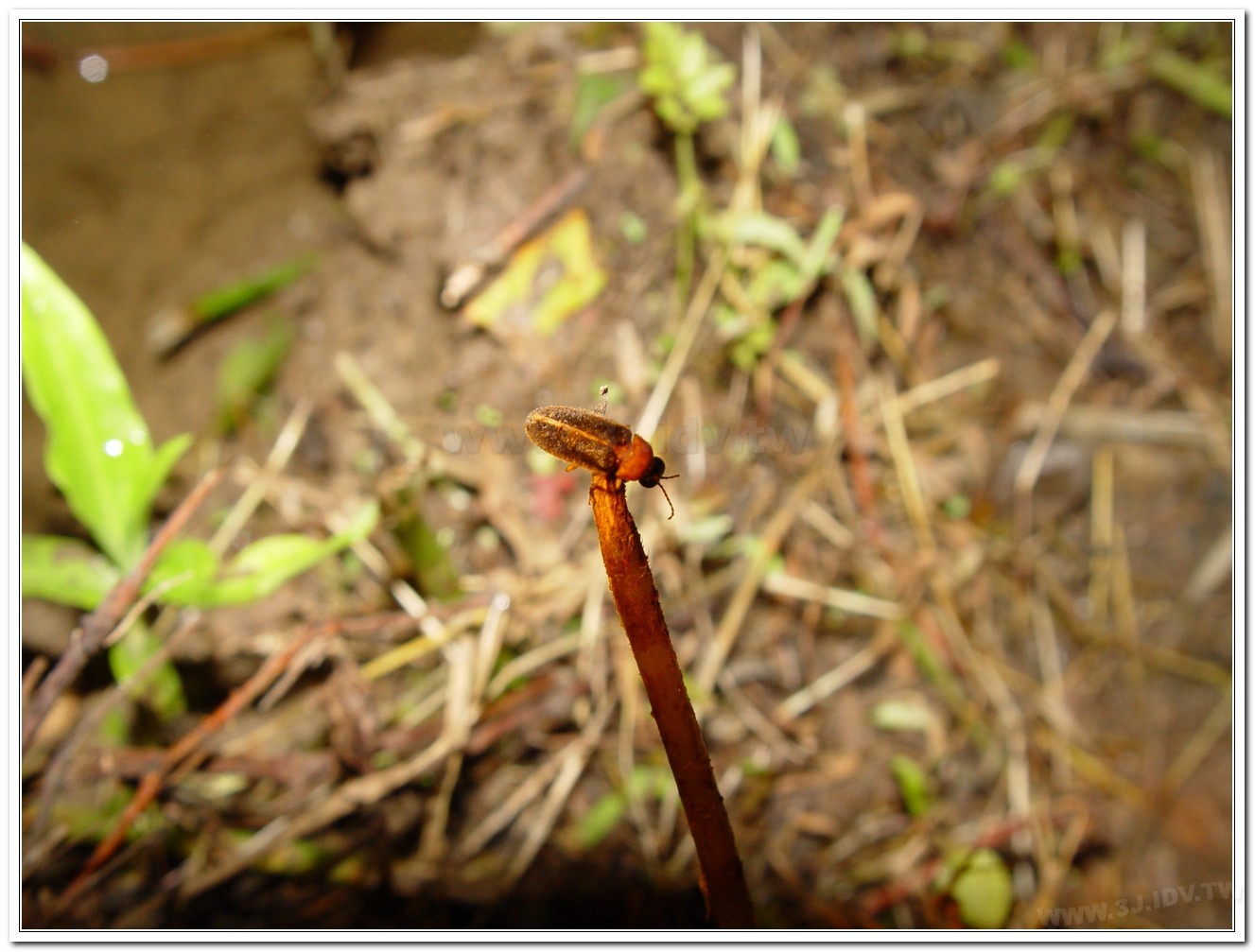 黃緣螢(Aquatica ficta )