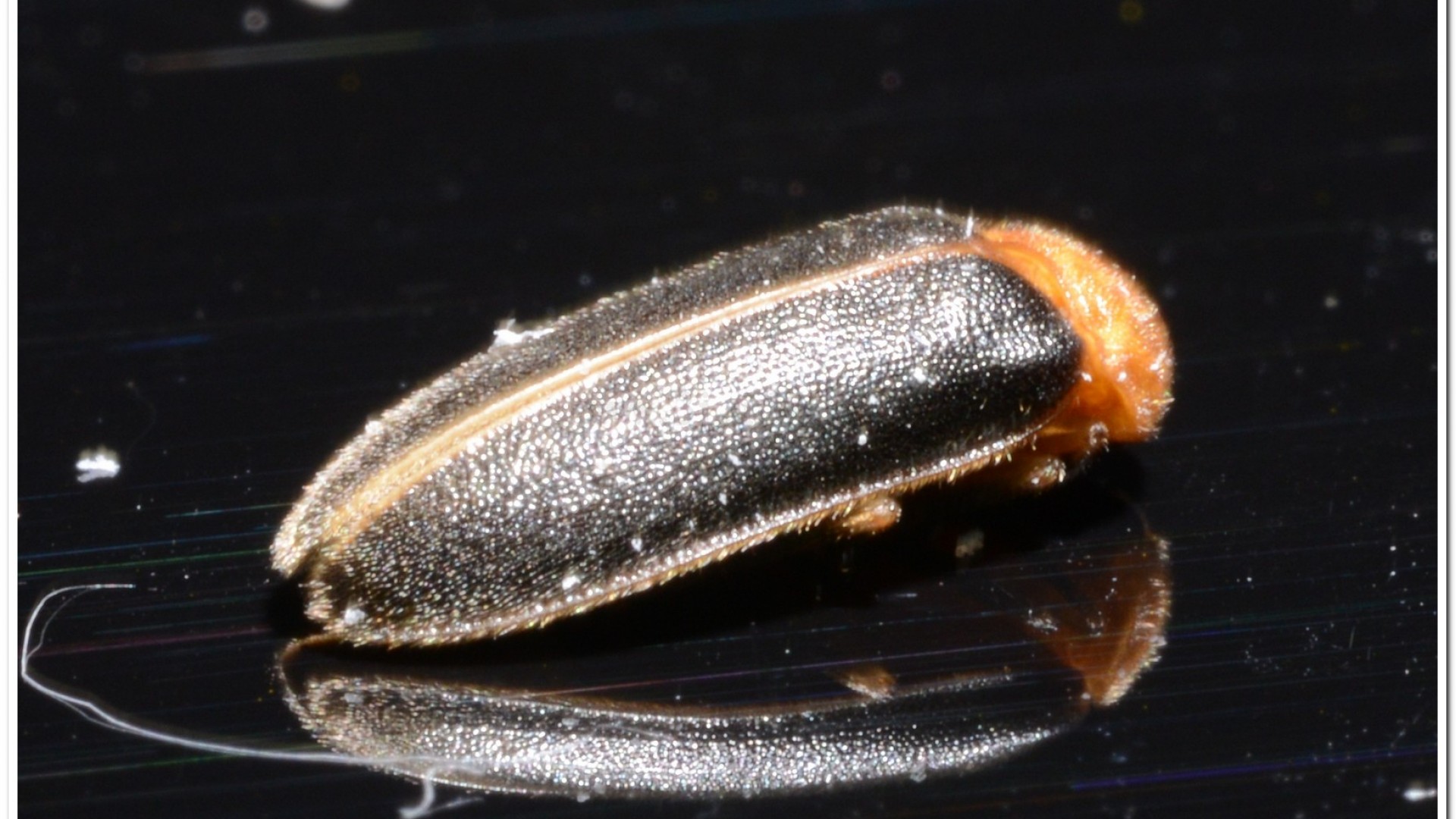 黃緣螢(Aquatica ficta )