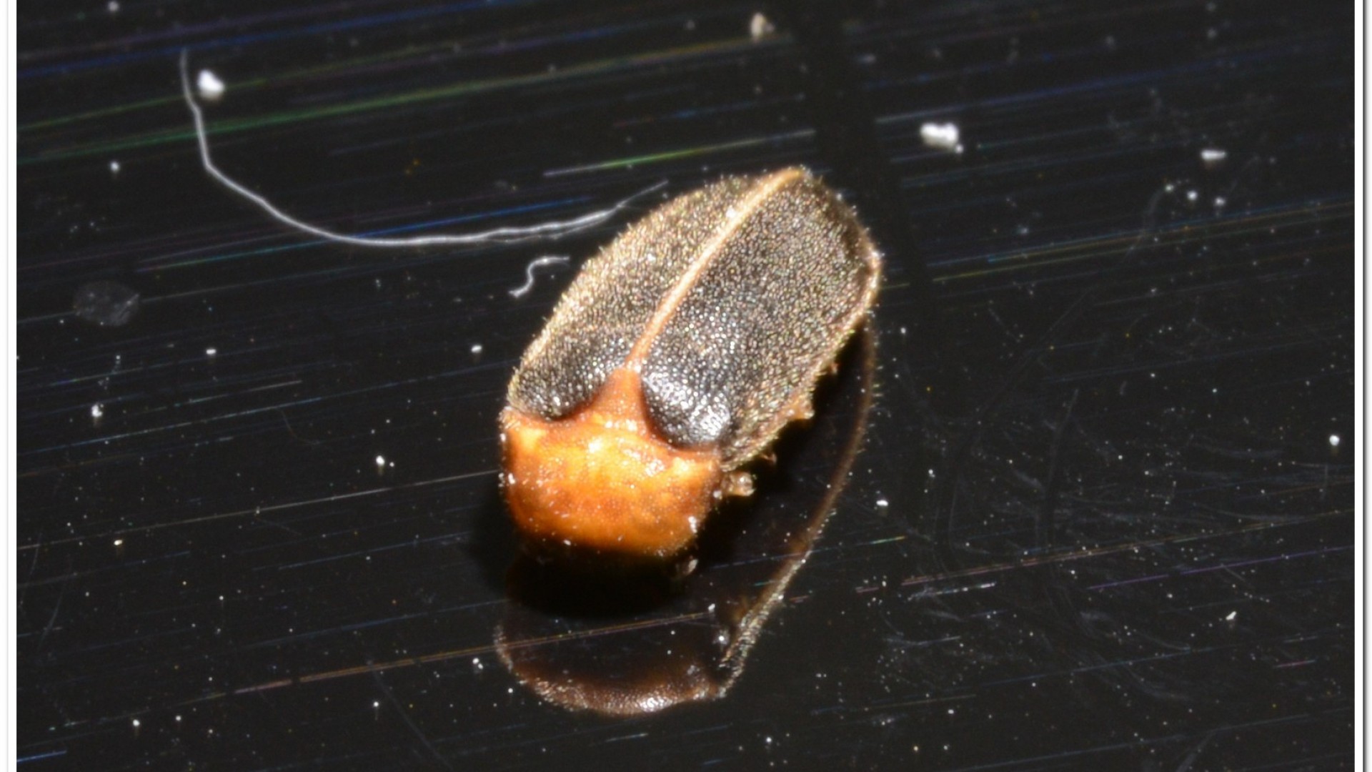 黃緣螢(Aquatica ficta )