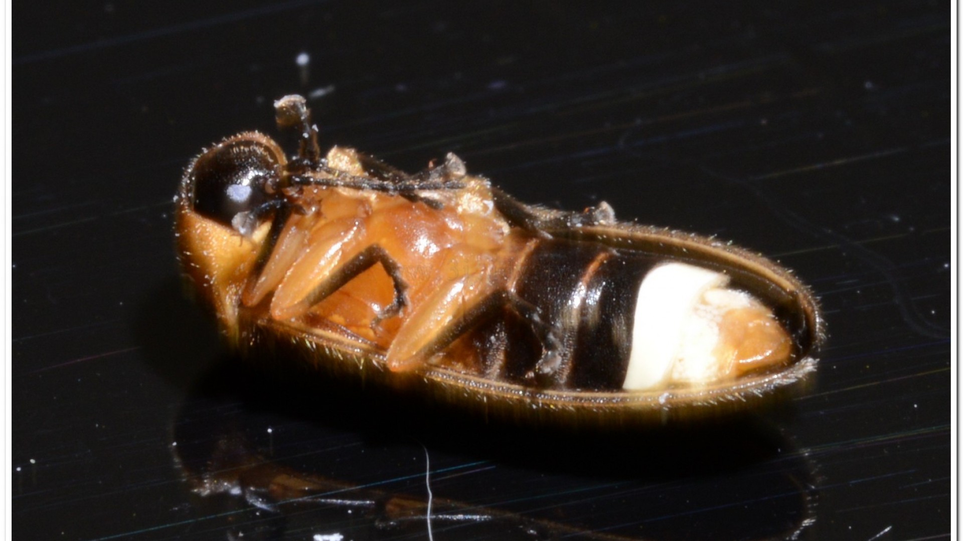 黃緣螢(Aquatica ficta )