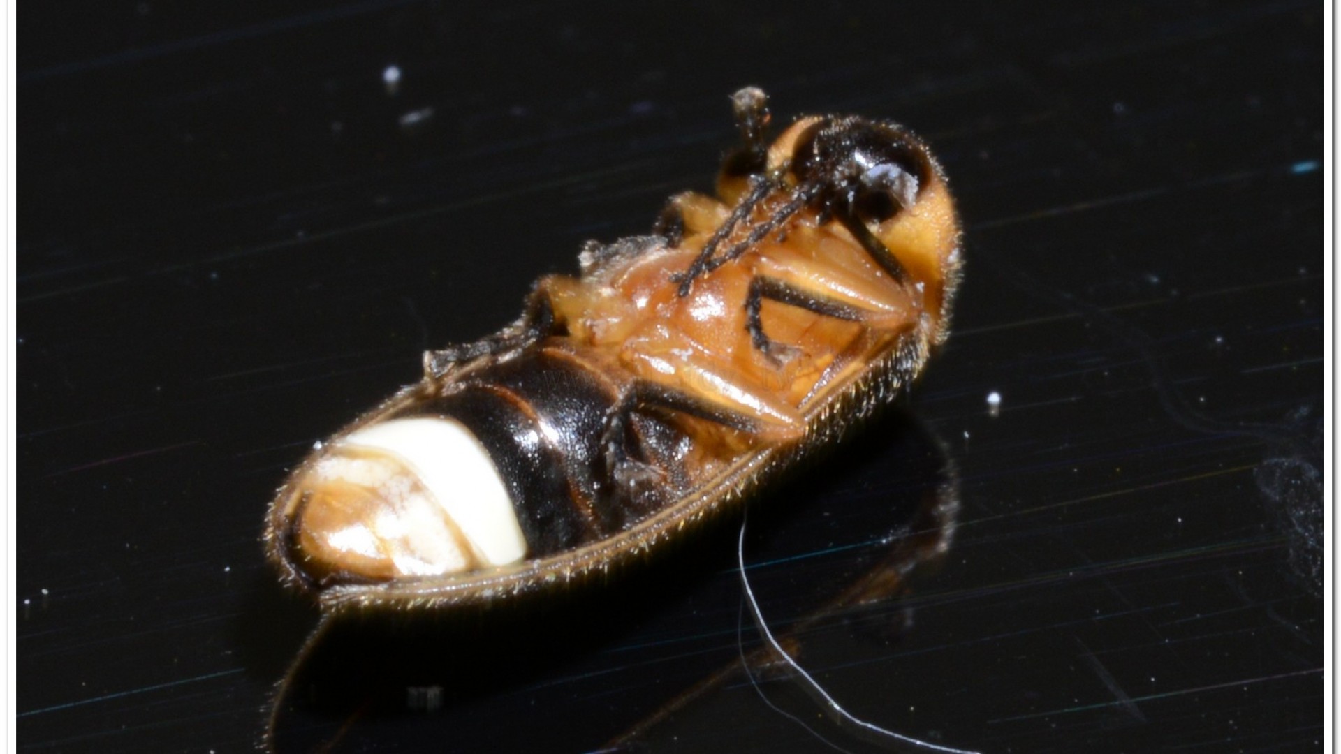 黃緣螢(Aquatica ficta )