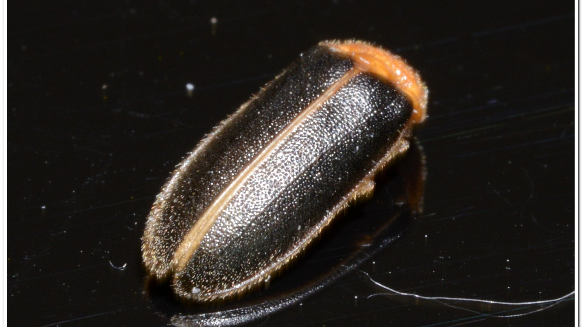 黃緣螢(Aquatica ficta )