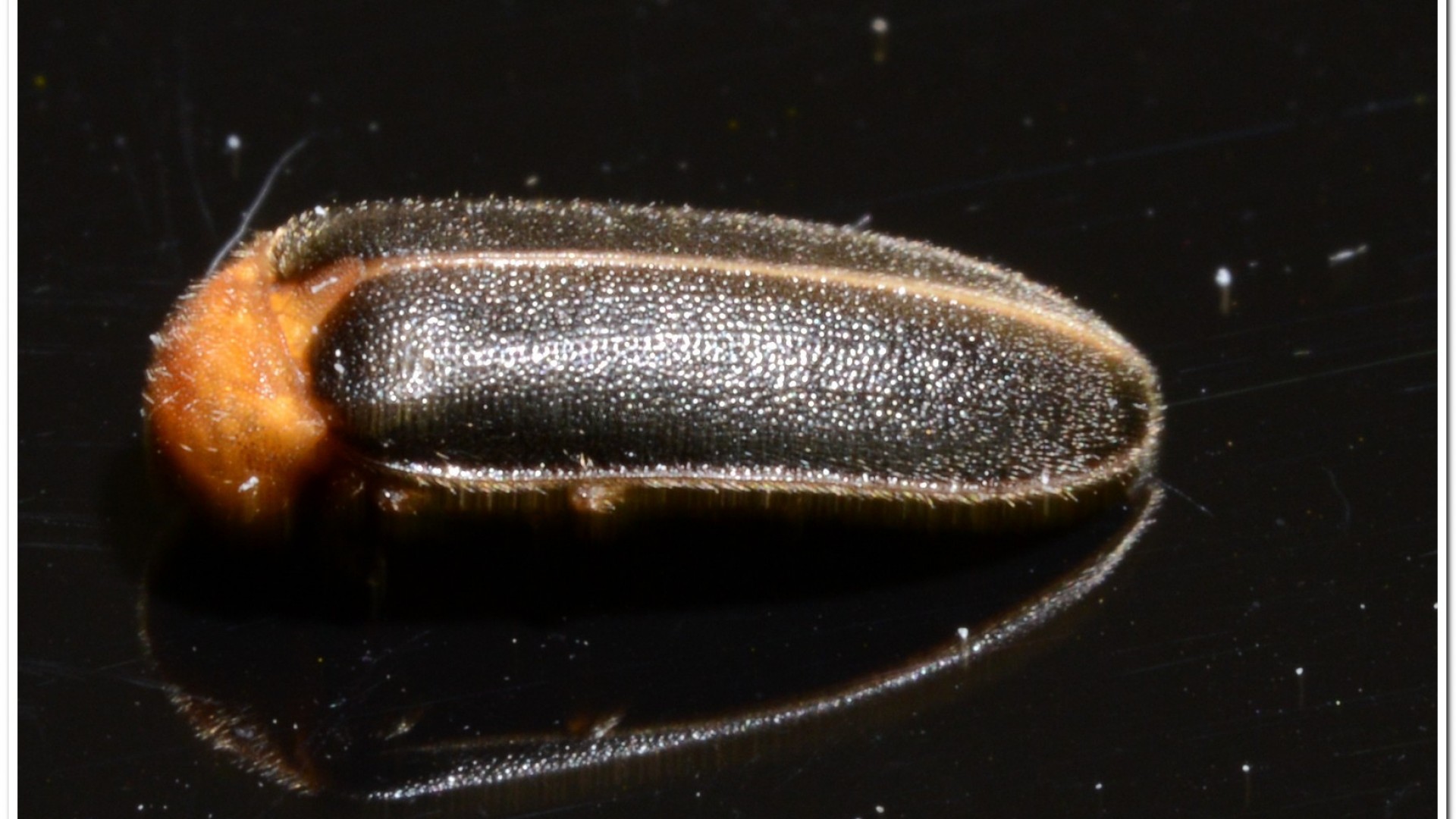 黃緣螢(Aquatica ficta )