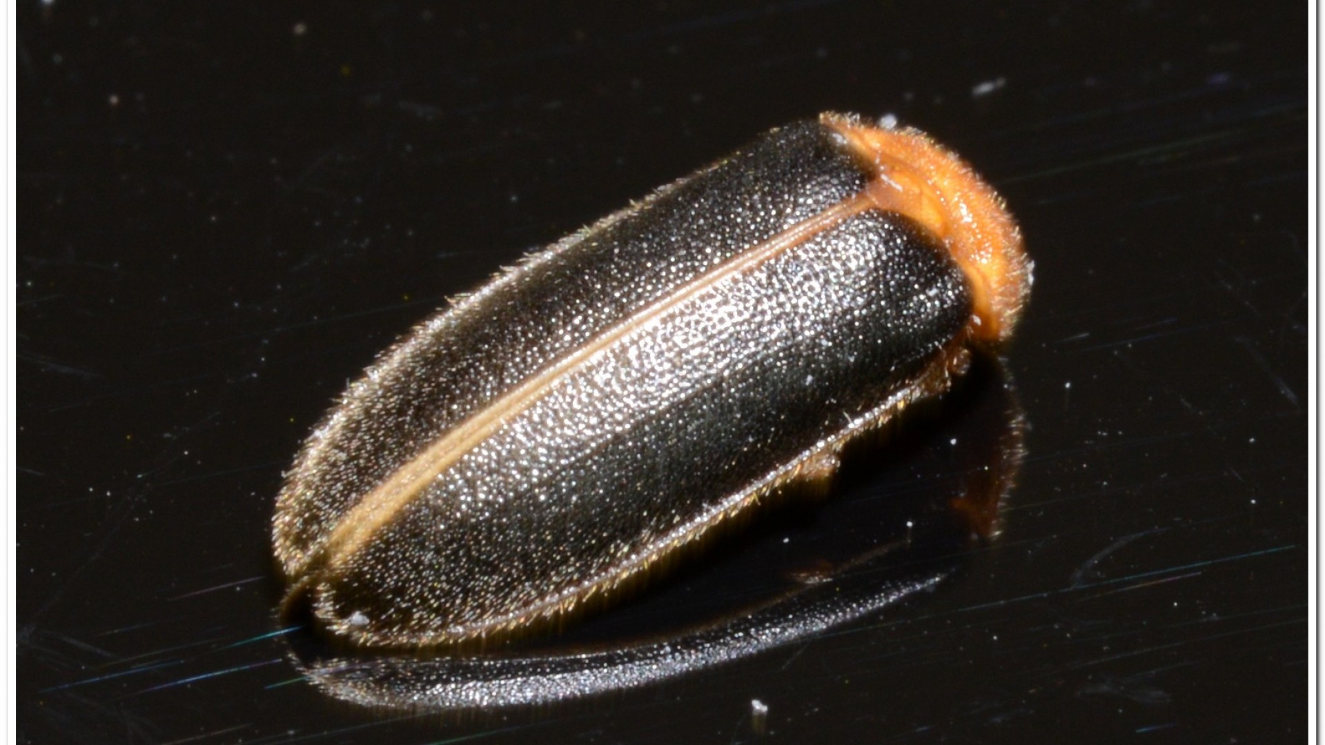 黃緣螢(Aquatica ficta )