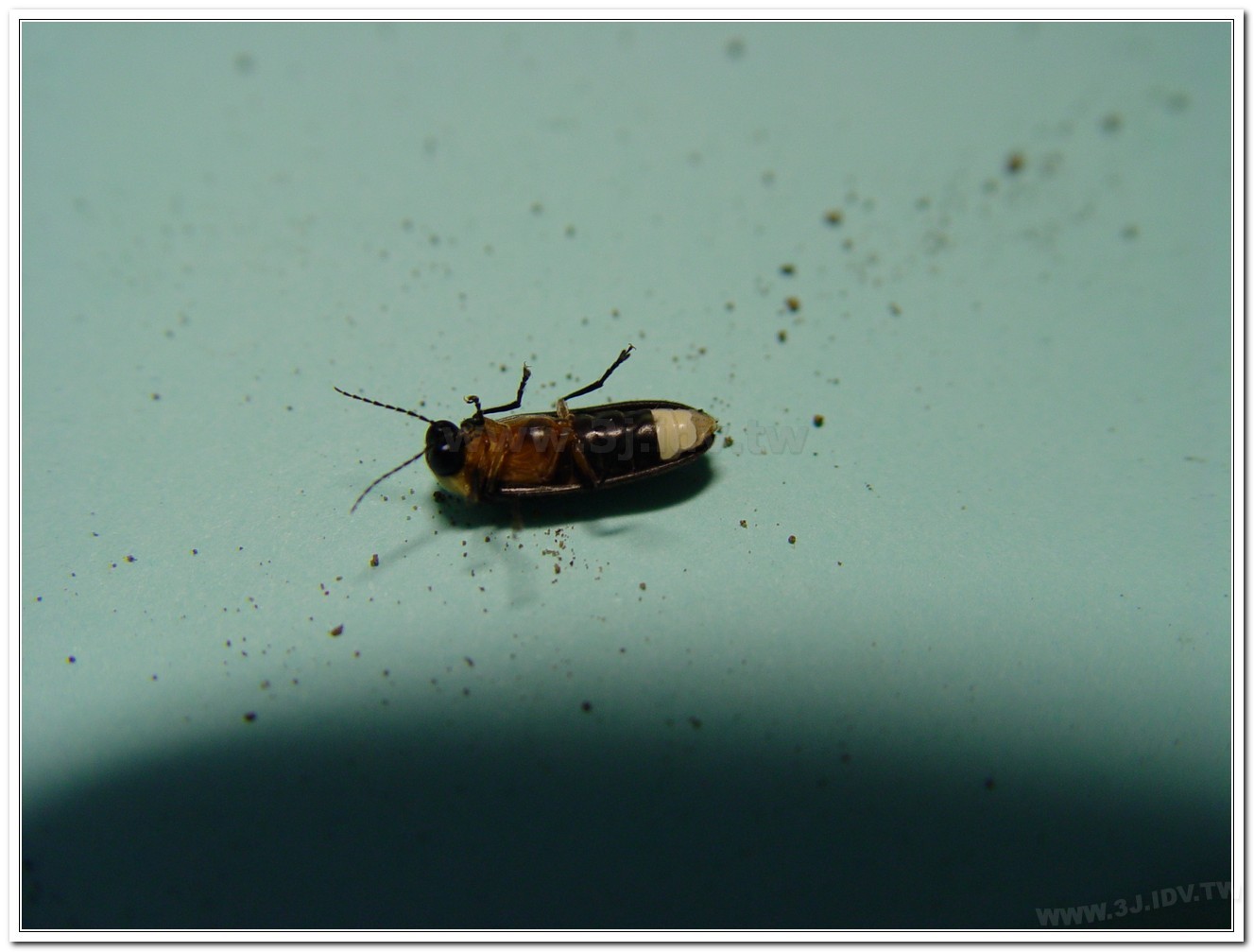 黃胸黑翅螢(Aquatica hydrophila)