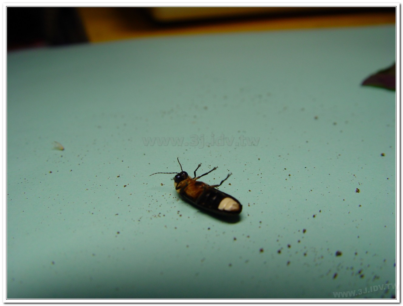 黃胸黑翅螢(Aquatica hydrophila)