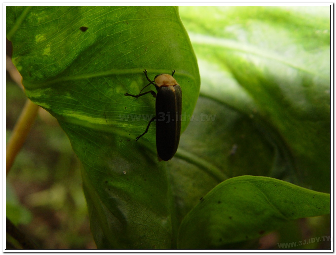 黃胸黑翅螢(Aquatica hydrophila)