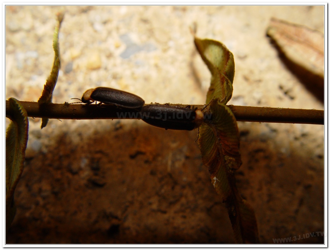 黃胸黑翅螢(Aquatica hydrophila)