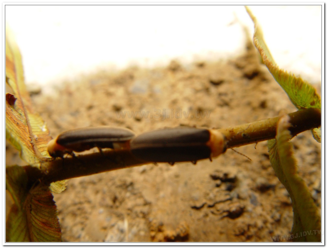 黃胸黑翅螢(Aquatica hydrophila)