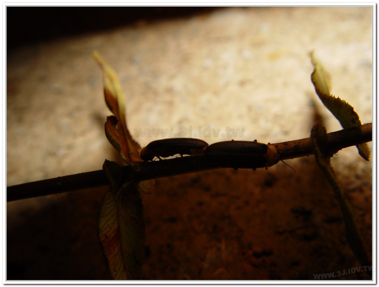 黃胸黑翅螢(Aquatica hydrophila)