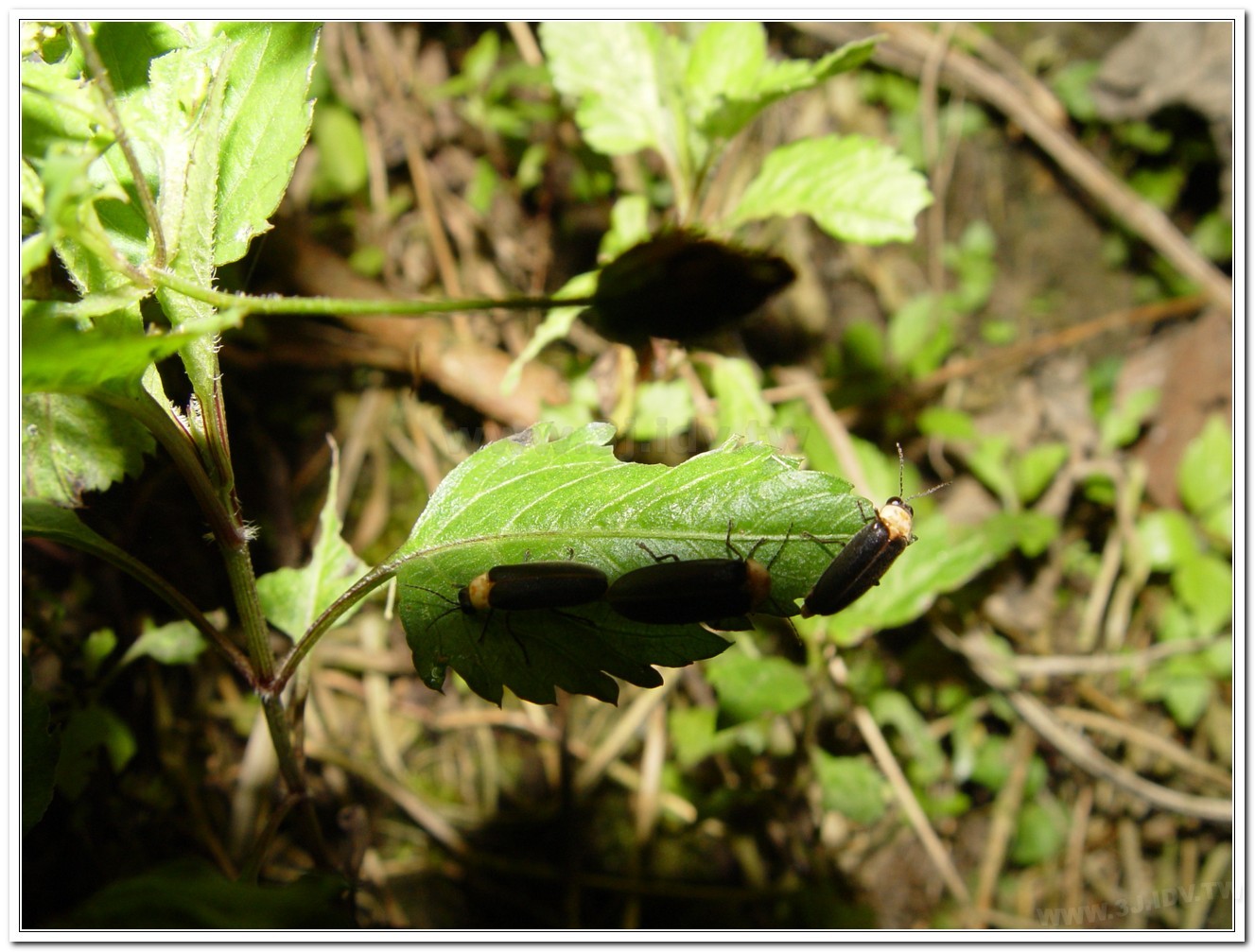 黃胸黑翅螢(Aquatica hydrophila)