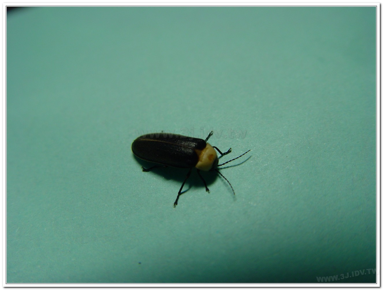 黃胸黑翅螢(Aquatica hydrophila)