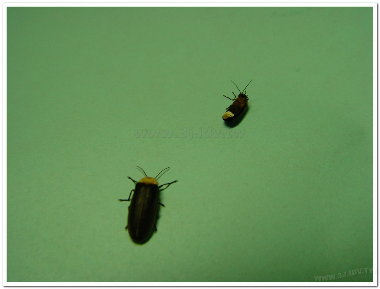 黃胸黑翅螢(Aquatica hydrophila)