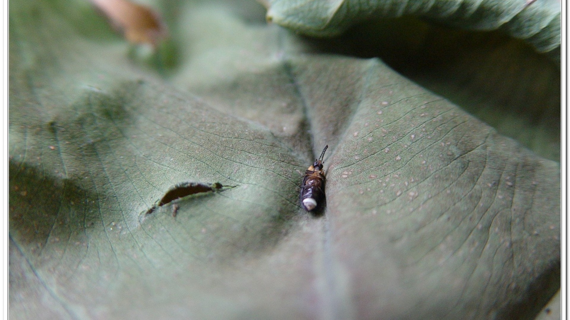 姬脈翅螢(Curtos impolita )