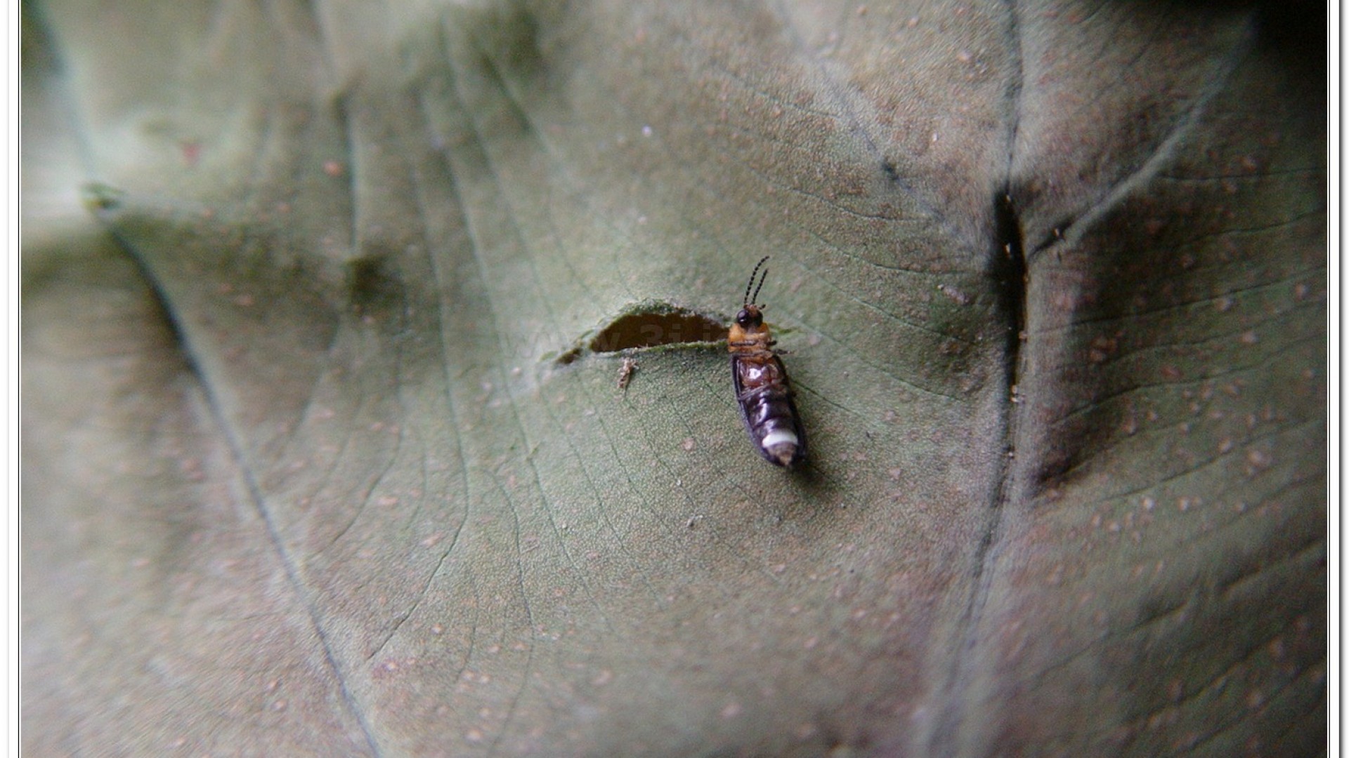 姬脈翅螢(Curtos impolita )