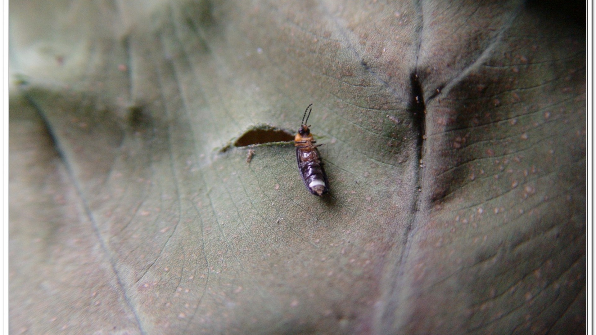 姬脈翅螢(Curtos impolita )