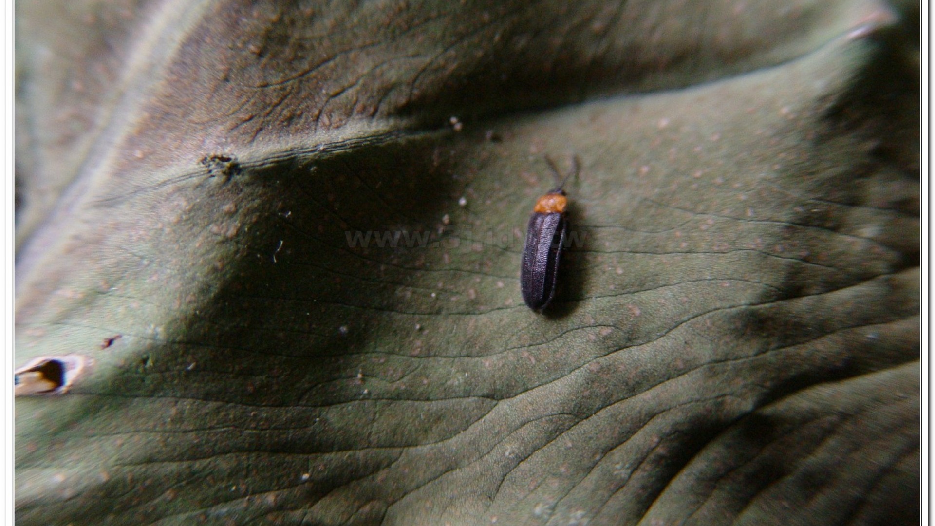 姬脈翅螢(Curtos impolita )