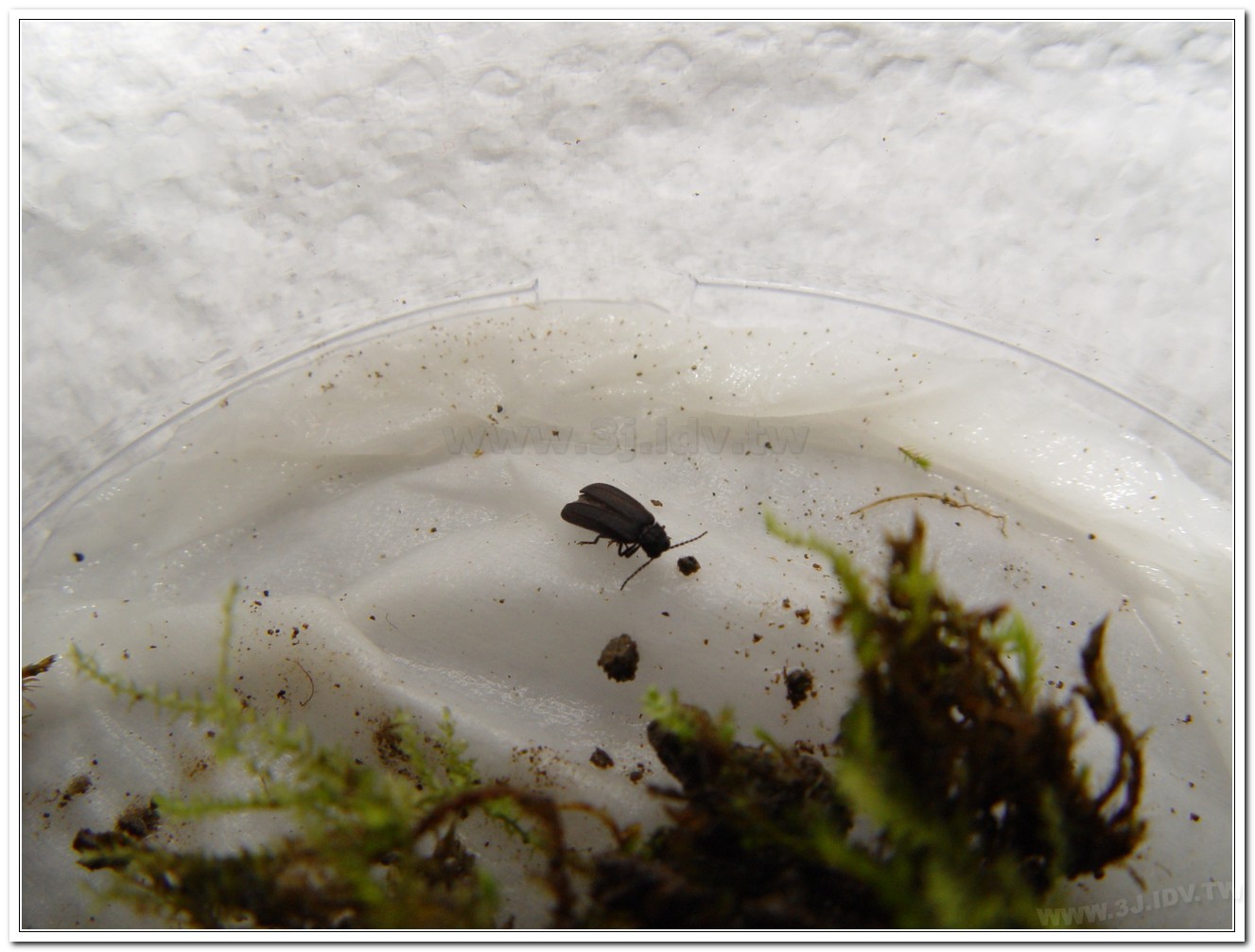 暗褐脈翅螢(Curtos obscuricolor)