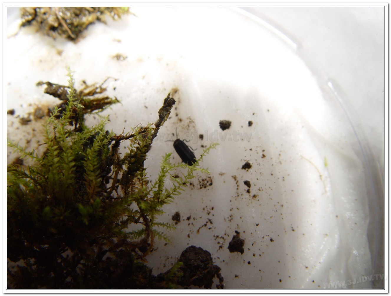 暗褐脈翅螢(Curtos obscuricolor)