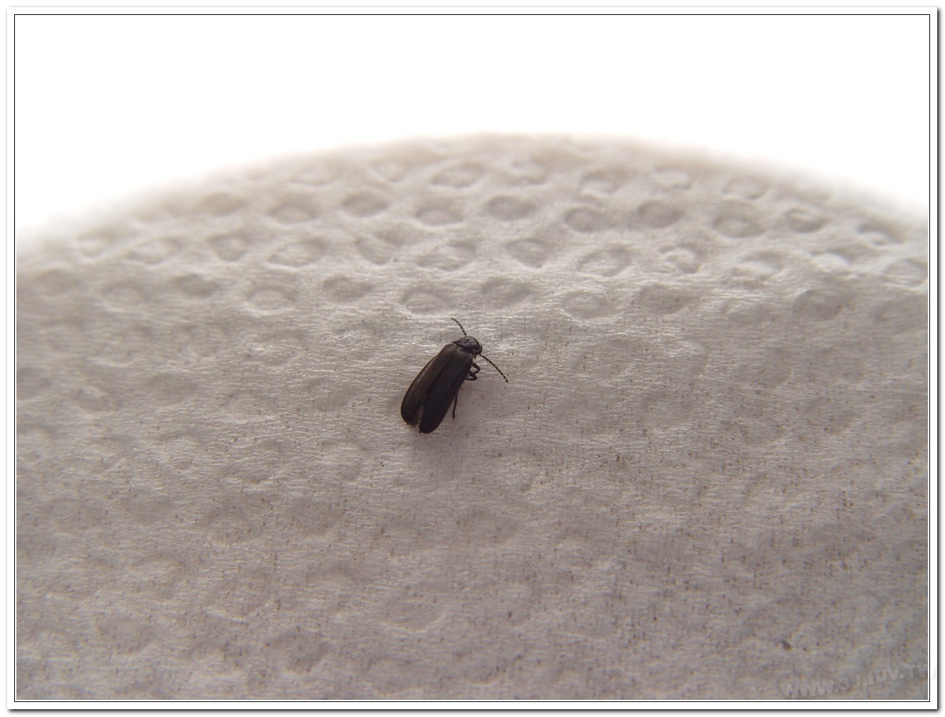 暗褐脈翅螢(Curtos obscuricolor)