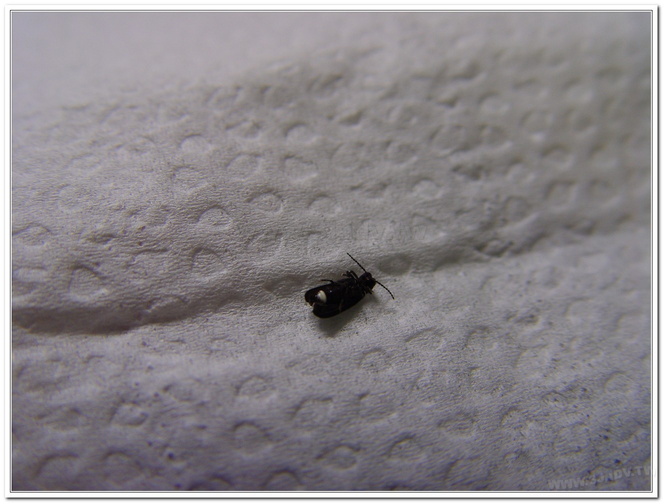 暗褐脈翅螢(Curtos obscuricolor)