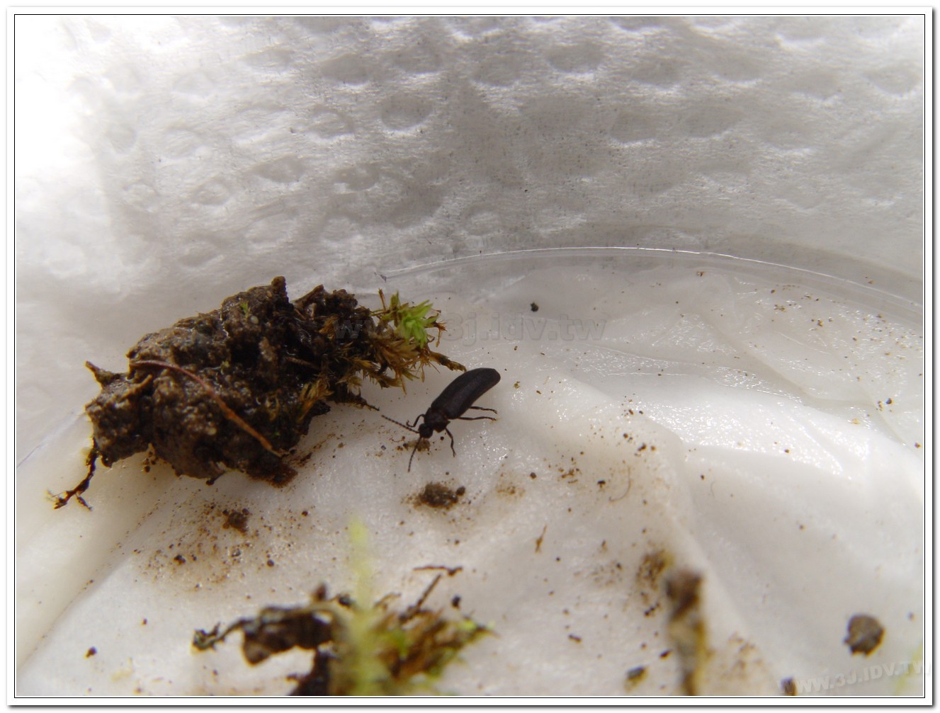 暗褐脈翅螢(Curtos obscuricolor)