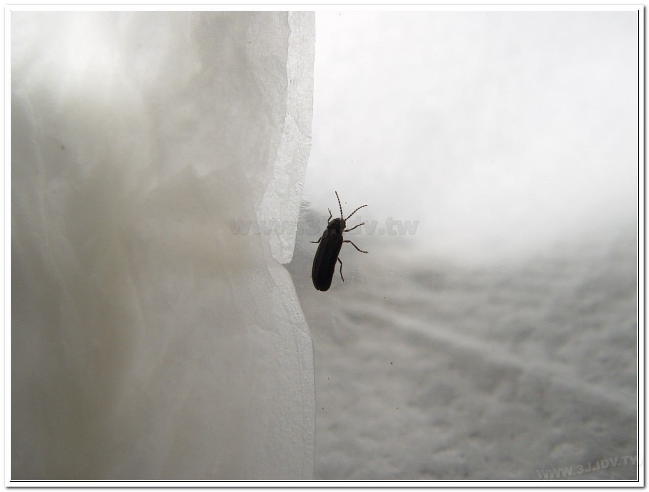 暗褐脈翅螢(Curtos obscuricolor)