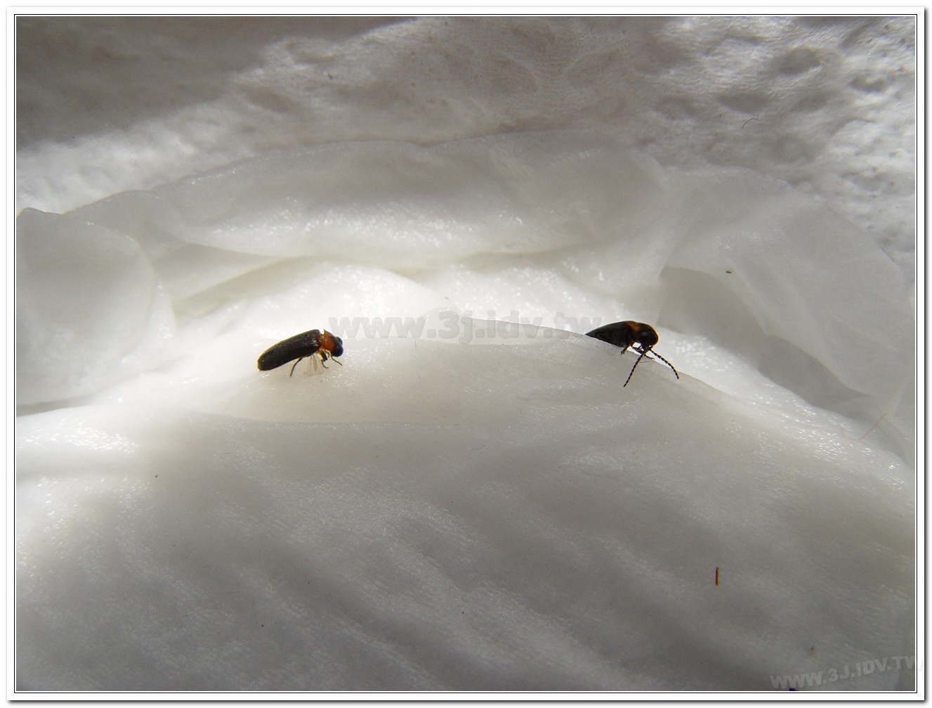 梭德氏脈翅螢(Curtos sauteri)