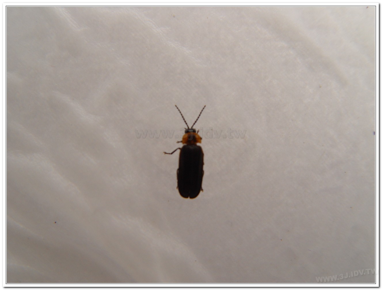 梭德氏脈翅螢(Curtos sauteri)