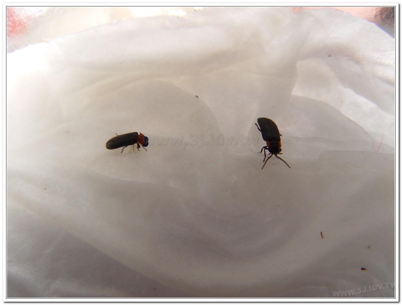 梭德氏脈翅螢(Curtos sauteri)