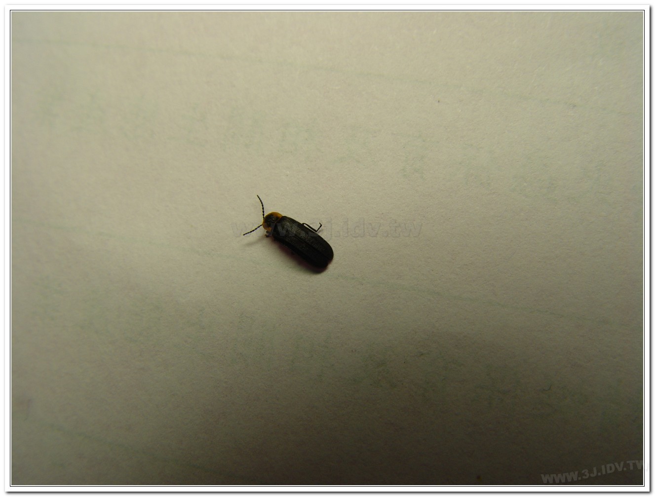 梭德氏脈翅螢(Curtos sauteri)