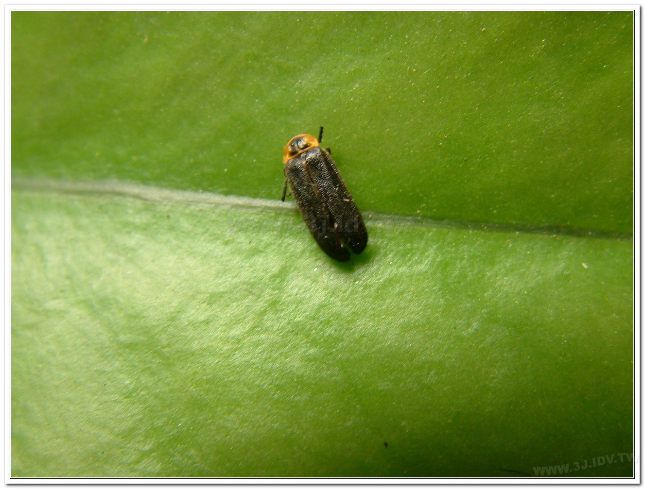 梭德氏脈翅螢(Curtos sauteri)