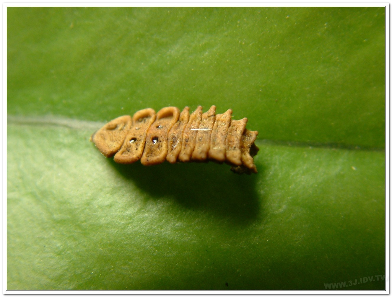 梭德氏脈翅螢(Curtos sauteri)