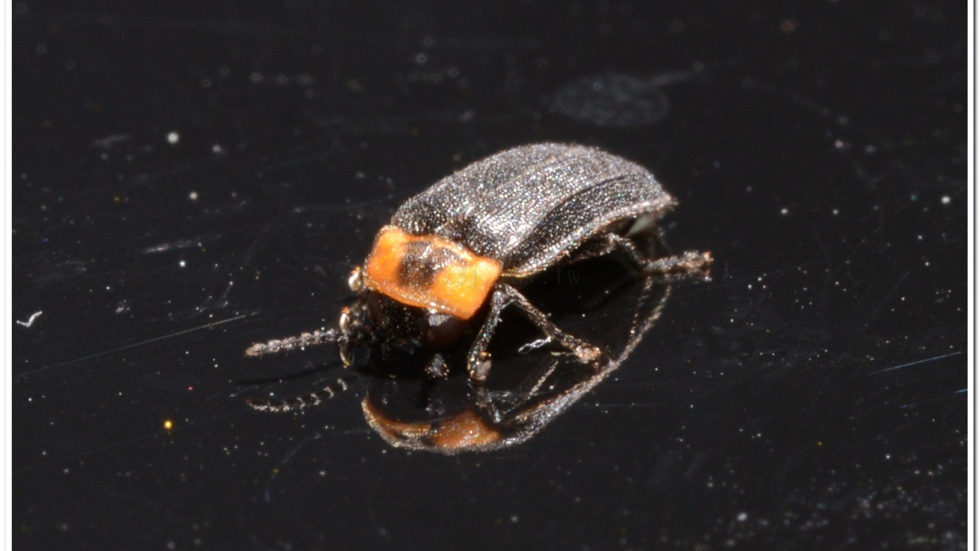 梭德氏脈翅螢(Curtos sauteri)