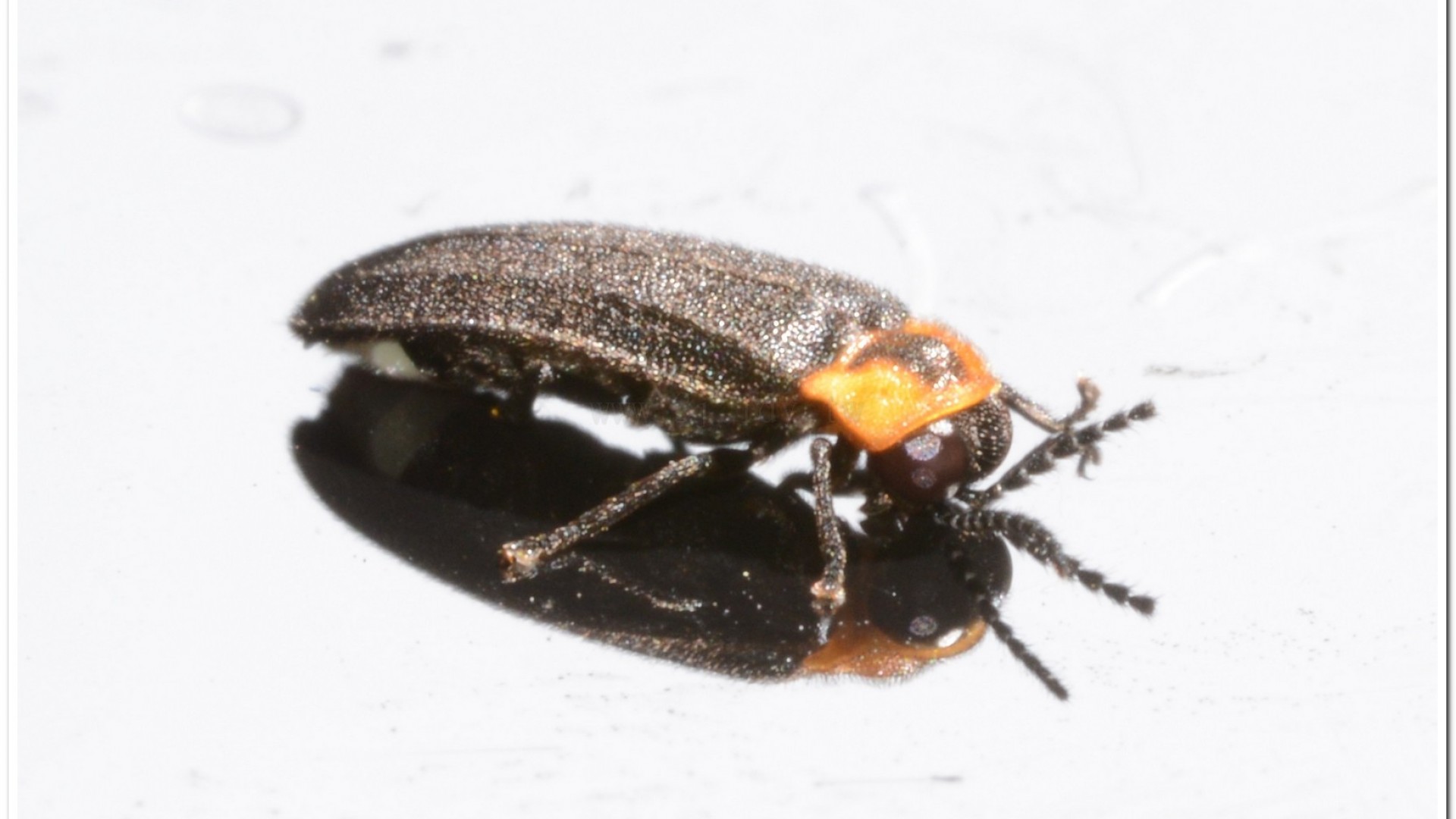 梭德氏脈翅螢(Curtos sauteri)