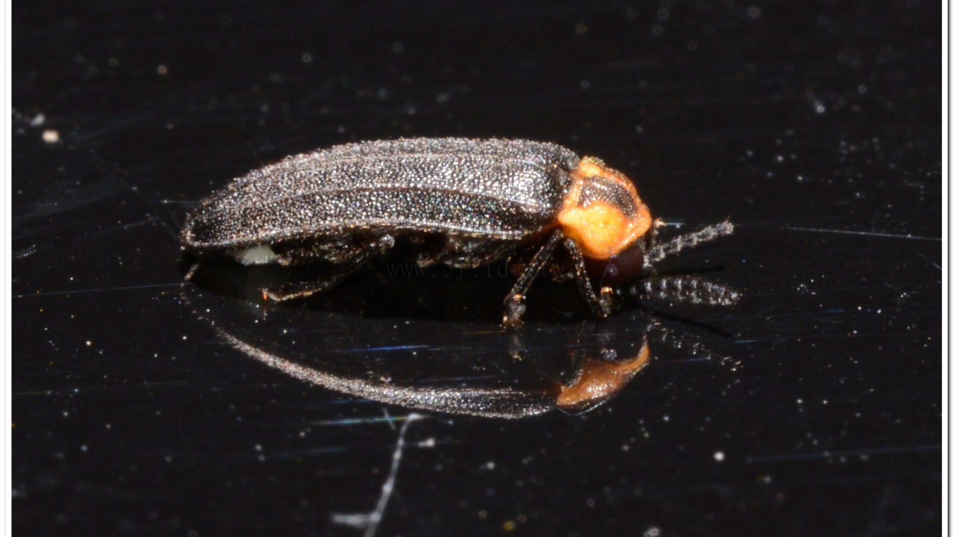 梭德氏脈翅螢(Curtos sauteri)