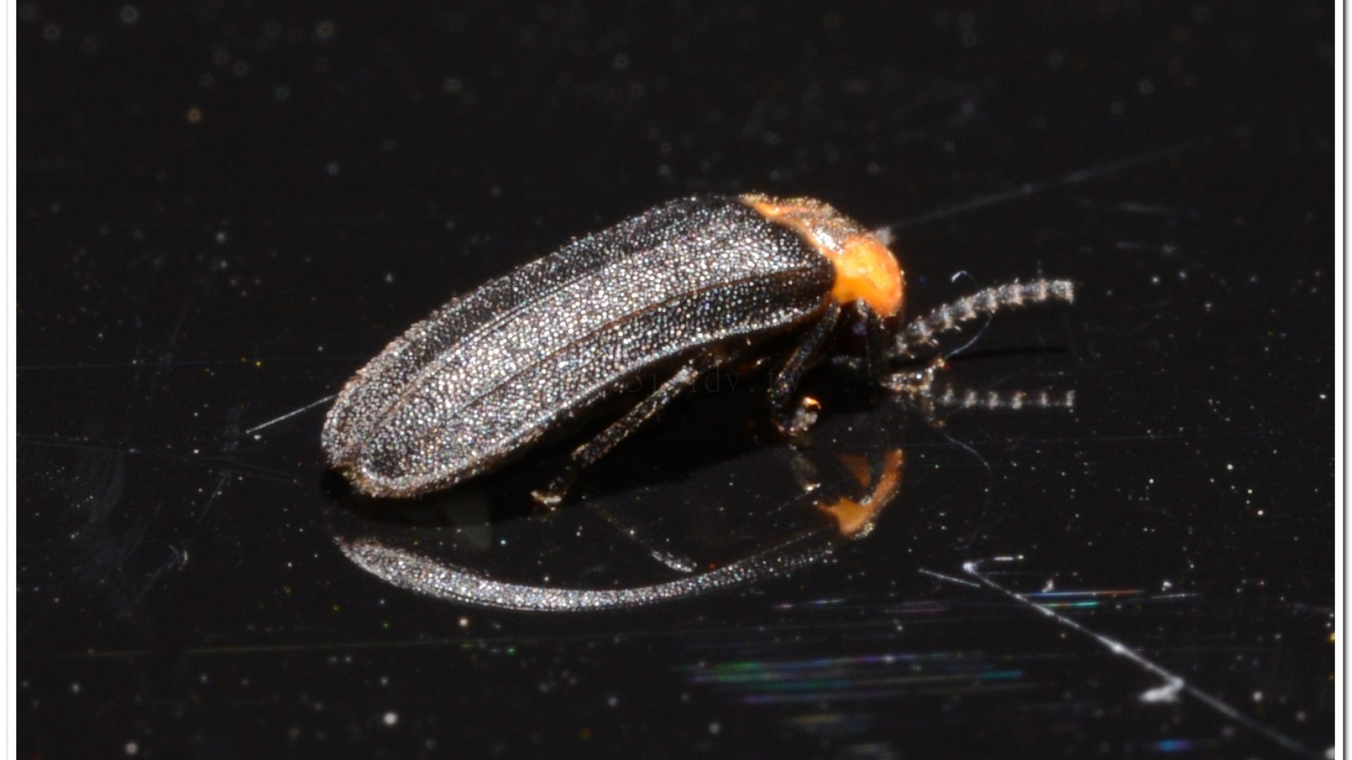 梭德氏脈翅螢(Curtos sauteri)