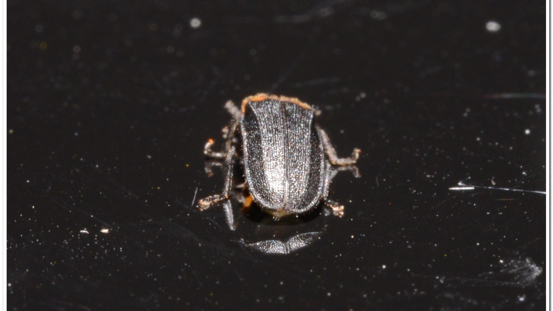 梭德氏脈翅螢(Curtos sauteri)