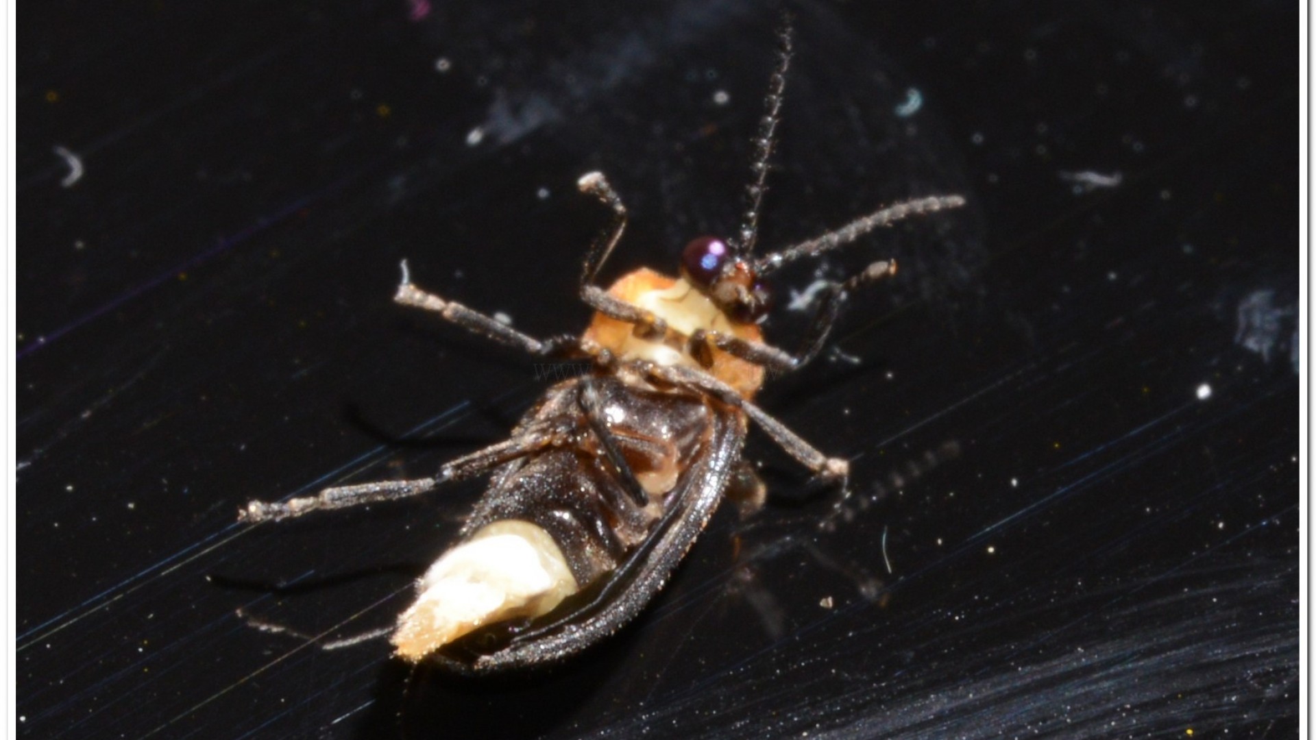 梭德氏脈翅螢(Curtos sauteri)