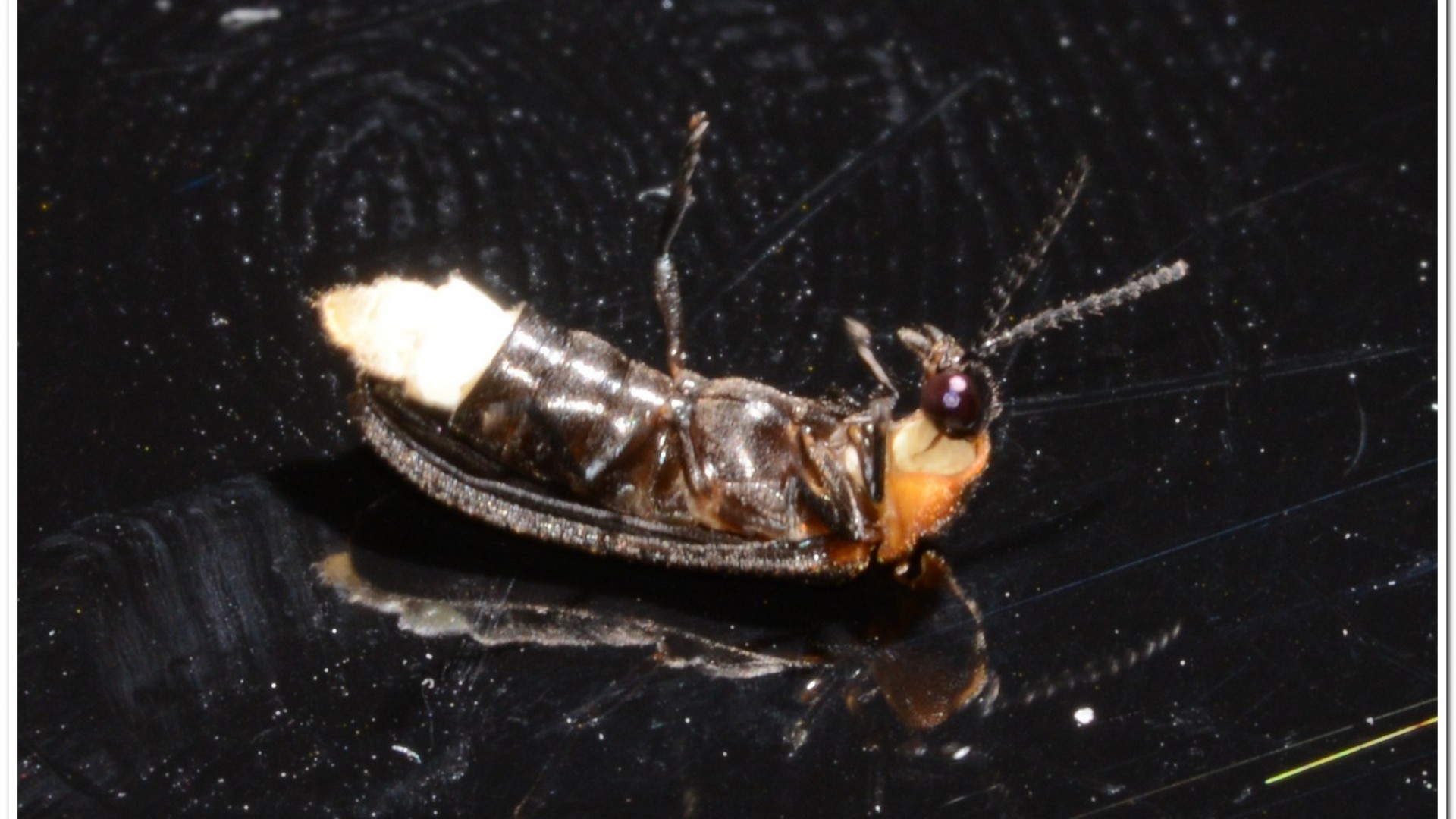 梭德氏脈翅螢(Curtos sauteri)